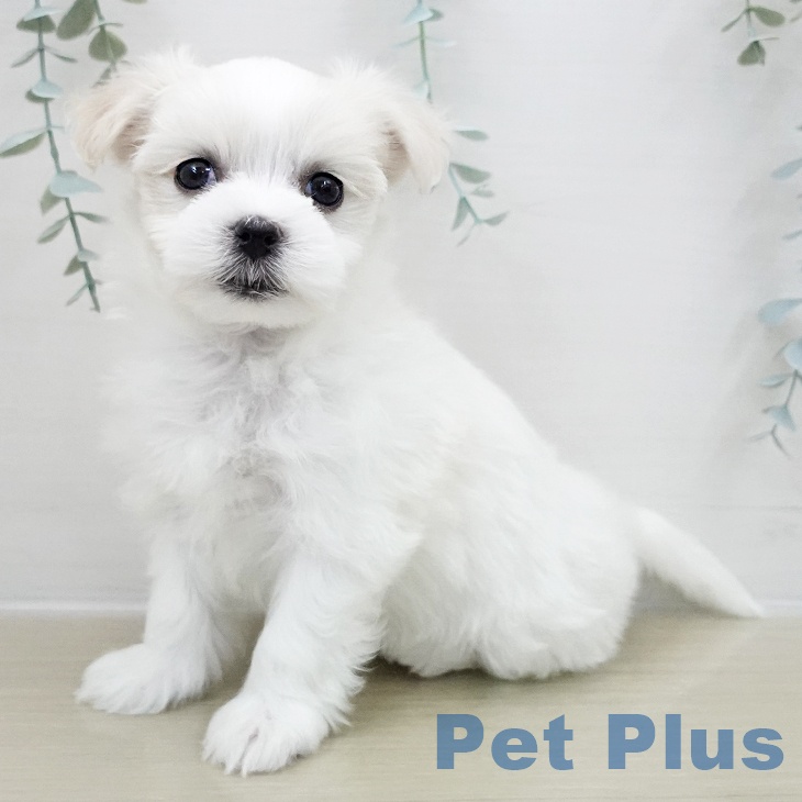 山梨県のマルチーズ (ペットプラス 甲府昭和店/2025年11月27日生まれ/女の子/ホワイト)の子犬