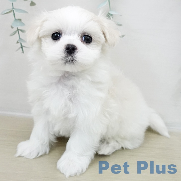 千葉県のマルチーズ (ペットプラス コトエ流山おおたかの森店/2025年11月27日生まれ/女の子/ホワイト)の子犬の1枚目の画像