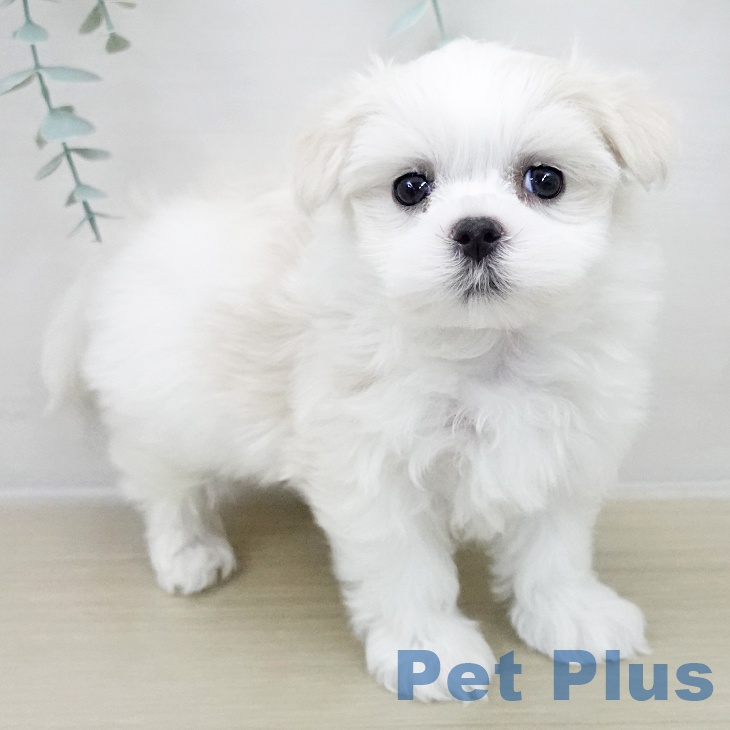 千葉県のマルチーズ (ペットプラス コトエ流山おおたかの森店/2025年11月27日生まれ/女の子/ホワイト)の子犬の2枚目の画像
