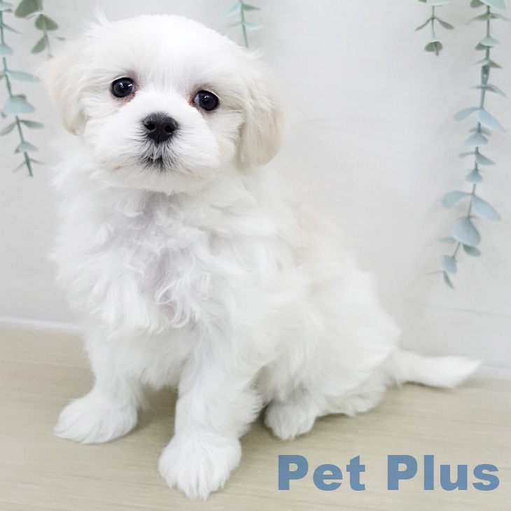 山梨県のマルチーズ (ペットプラス 甲府国母店/2025年11月27日生まれ/女の子/ホワイト)の子犬の1枚目の画像