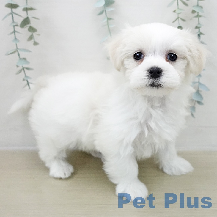 山梨県のマルチーズ (ペットプラス 甲府国母店/2025年11月27日生まれ/女の子/ホワイト)の子犬の2枚目の画像
