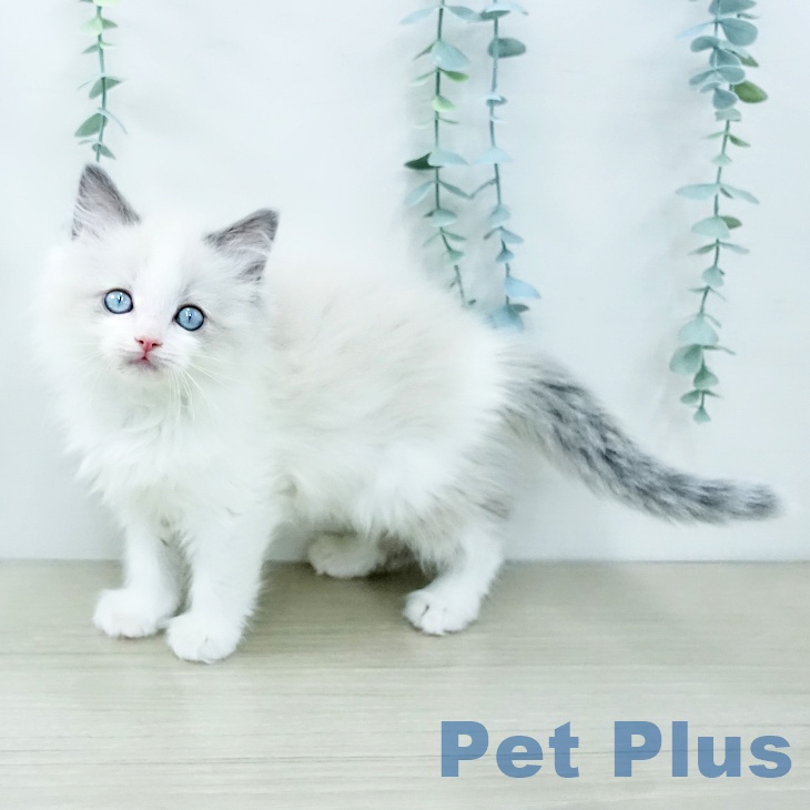 山梨県のラグドール (ペットプラス 甲府昭和店/2025年11月14日生まれ/女の子/ブルーポイントバイカラー)の子猫の1枚目の画像