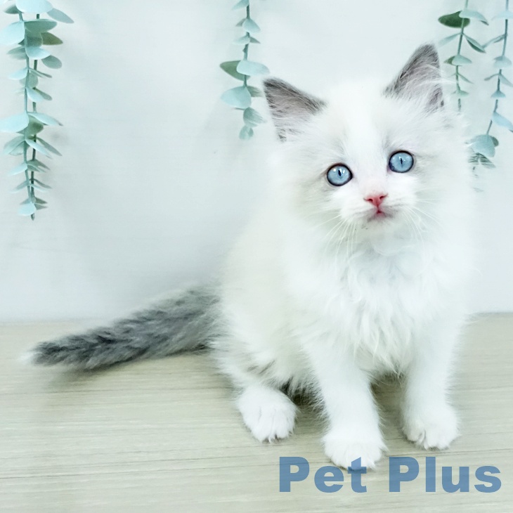 山梨県のラグドール (ペットプラス 甲府昭和店/2025年11月14日生まれ/女の子/ブルーポイントバイカラー)の子猫の2枚目の画像