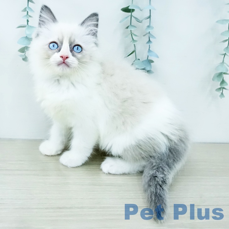 長崎県のラグドール (ペットプラス 長崎店/2025年11月14日生まれ/女の子/ブルーポイントバイカラー)の子猫の1枚目の画像