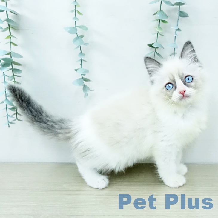 長崎県のラグドール (ペットプラス 長崎店/2025年11月14日生まれ/女の子/ブルーポイントバイカラー)の子猫の2枚目の画像