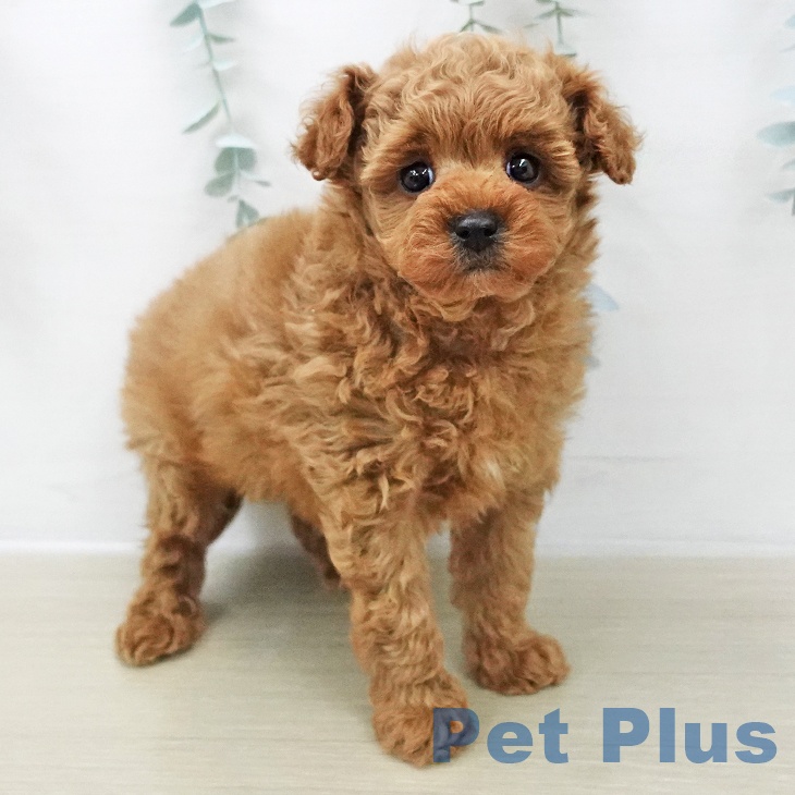 埼玉県のトイプードル(トイ) (ペットプラス 八潮店/2025年11月28日生まれ/男の子/レッド)の子犬の2枚目の画像