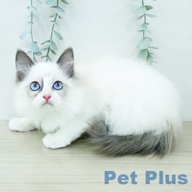 鳥取県のラグドール (ペッツワン 日吉津店/2025年11月20日生まれ/女の子/ブルーポイントバイカラー)の子猫の1枚目の画像