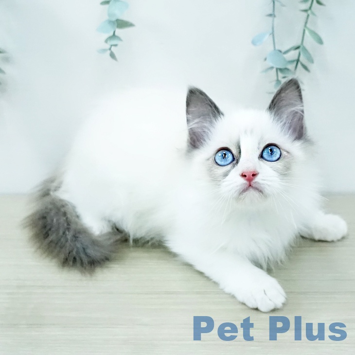鳥取県のラグドール (ペッツワン 日吉津店/2025年11月20日生まれ/女の子/ブルーポイントバイカラー)の子猫の2枚目の画像