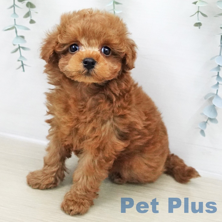 茨城県のトイプードル(トイ) (ペットプラス つくば店/2025年11月28日生まれ/男の子/レッド)の子犬の1枚目の画像