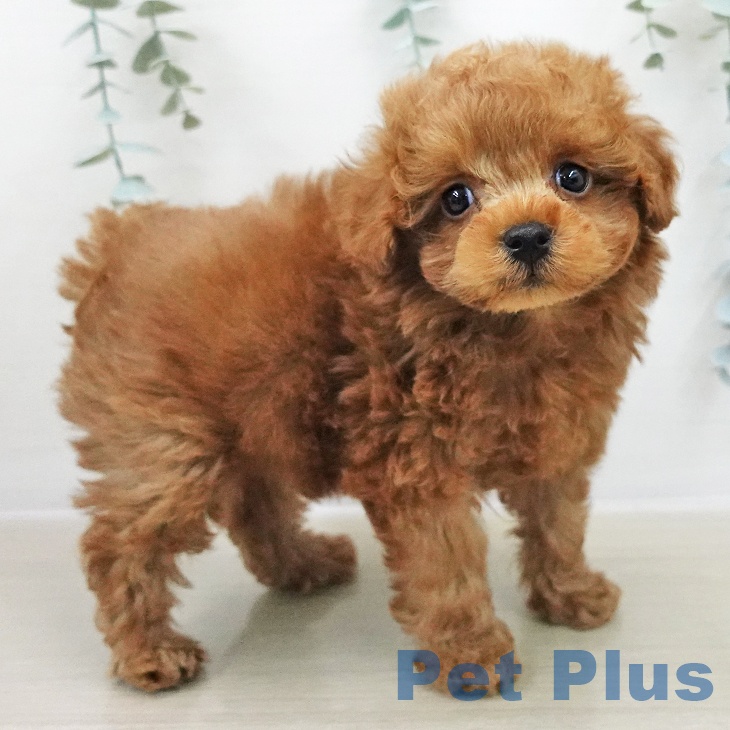 茨城県のトイプードル(トイ) (ペットプラス つくば店/2025年11月28日生まれ/男の子/レッド)の子犬の2枚目の画像