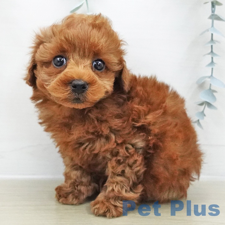 千葉県のトイプードル(トイ) (ペットプラス 幕張新都心店/2025年11月28日生まれ/女の子/レッド)の子犬の1枚目の画像