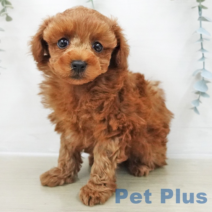 埼玉県のトイプードル(トイ) (ペットプラス ららぽーと富士見店/2025年11月28日生まれ/女の子/レッド)の子犬の1枚目の画像