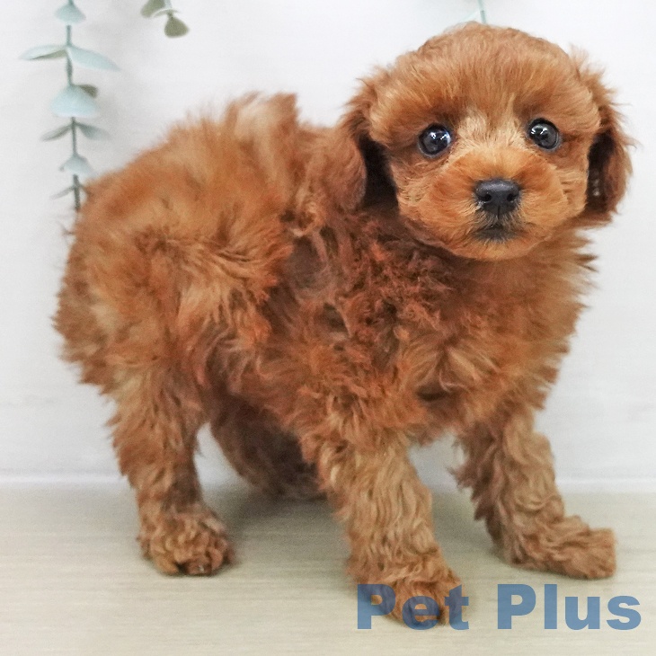 埼玉県のトイプードル(トイ) (ペットプラス ららぽーと富士見店/2025年11月28日生まれ/女の子/レッド)の子犬の2枚目の画像