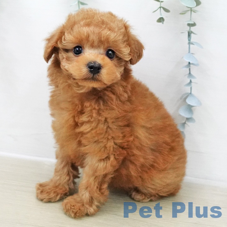 埼玉県のトイプードル(トイ) (ペットプラス ららぽーと新三郷店/2025年11月28日生まれ/女の子/アプリコット)の子犬の1枚目の画像