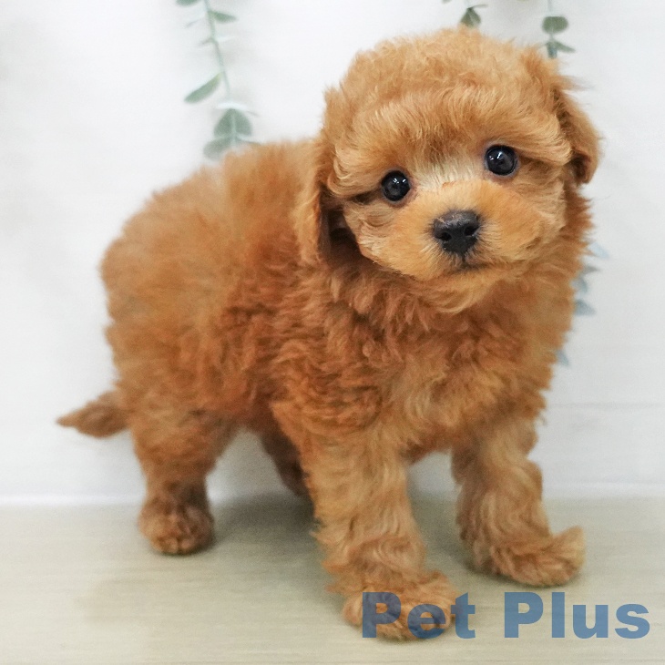埼玉県のトイプードル(トイ) (ペットプラス ららぽーと新三郷店/2025年11月28日生まれ/女の子/アプリコット)の子犬の2枚目の画像