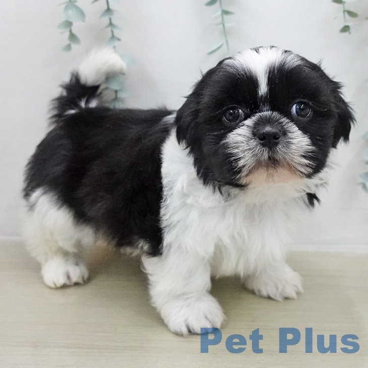 群馬県のシーズー (ペットプラス イオンモール太田店/2025年11月28日生まれ/男の子/ホワイトブラック)の子犬の1枚目の画像