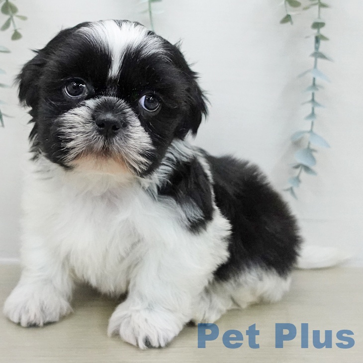 群馬県のシーズー (ペットプラス イオンモール太田店/2025年11月28日生まれ/男の子/ホワイトブラック)の子犬の2枚目の画像