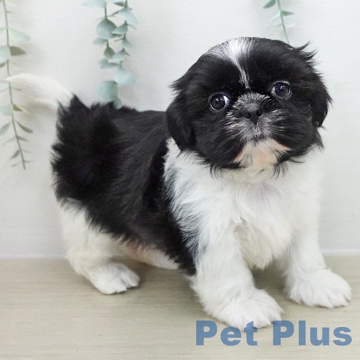 千葉県のシーズー (ペットプラス 幕張新都心店/2025年11月28日生まれ/女の子/ホワイトブラック)の子犬の1枚目の画像
