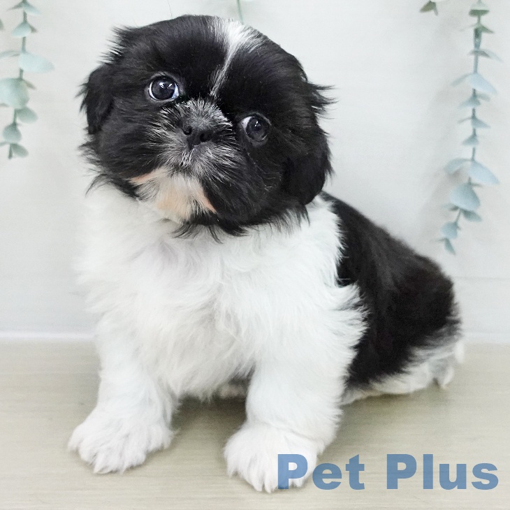 千葉県のシーズー (ペットプラス 幕張新都心店/2025年11月28日生まれ/女の子/ホワイトブラック)の子犬の2枚目の画像