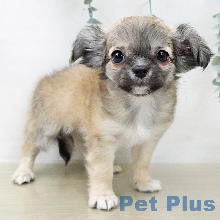 千葉県のチワワ(ロング) (ペットプラス 幕張新都心店/2025年11月28日生まれ/男の子/レッドホワイト)の子犬の1枚目の画像