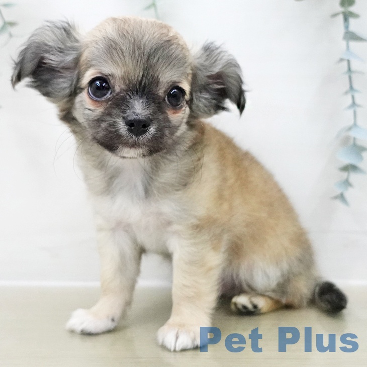 千葉県のチワワ(ロング) (ペットプラス 幕張新都心店/2025年11月28日生まれ/男の子/レッドホワイト)の子犬の2枚目の画像