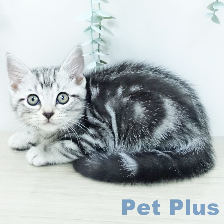 岡山県のアメリカンショートヘアー (ペットプラス 岡山店/2025年11月21日生まれ/男の子/シルバータビー)の子猫の1枚目の画像