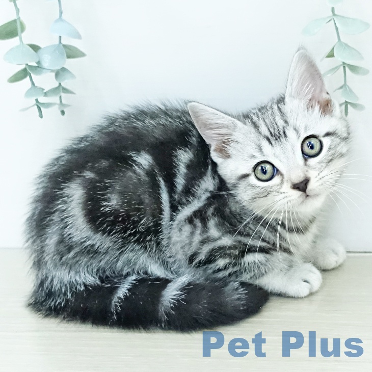 岡山県のアメリカンショートヘアー (ペットプラス 岡山店/2025年11月21日生まれ/男の子/シルバータビー)の子猫の2枚目の画像