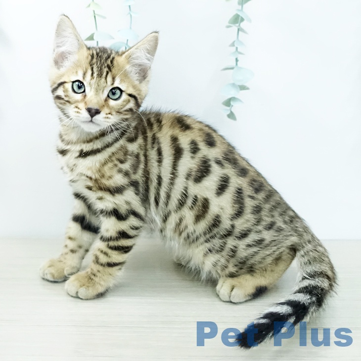 埼玉県のベンガル (ペットプラス 川口店/2025年11月21日生まれ/男の子/ブラウンスポットタビー)の子猫の1枚目の画像