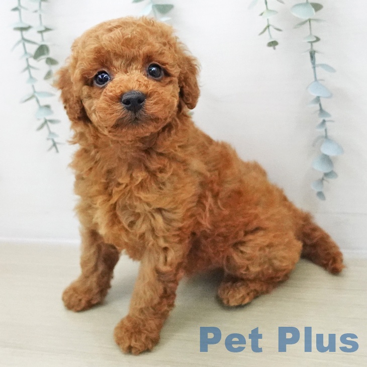 千葉県のトイプードル(トイ) (ペットプラス 海浜幕張店/2025年11月28日生まれ/男の子/レッド)の子犬の1枚目の画像