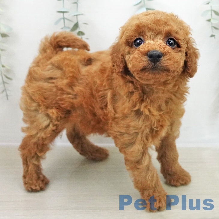 千葉県のトイプードル(トイ) (ペットプラス 海浜幕張店/2025年11月28日生まれ/男の子/レッド)の子犬の2枚目の画像