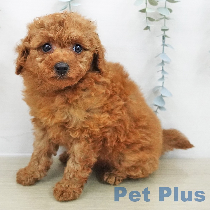 茨城県のトイプードル(トイ) (ペッツワン 古河店/2025年11月28日生まれ/女の子/レッド)の子犬の1枚目の画像