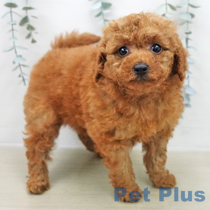 茨城県のトイプードル(トイ) (ペッツワン 古河店/2025年11月28日生まれ/女の子/レッド)の子犬の2枚目の画像