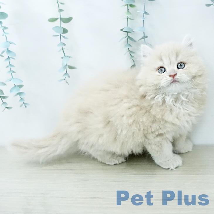 埼玉県のラガマフィン (ペットプラス ららぽーと新三郷店/2025年11月21日生まれ/男の子/クリームタビー)の子猫の1枚目の画像