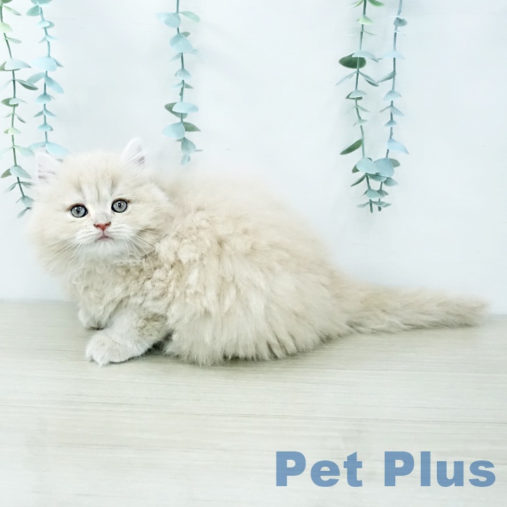 埼玉県のラガマフィン (ペットプラス ららぽーと新三郷店/2025年11月21日生まれ/男の子/クリームタビー)の子猫の2枚目の画像