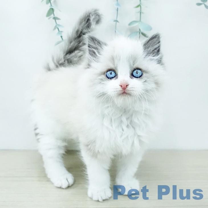 神奈川県のラグドール (ペットプラス 武蔵小杉店/2025年11月28日生まれ/男の子/ブルーポイントバイカラー)の子猫の1枚目の画像