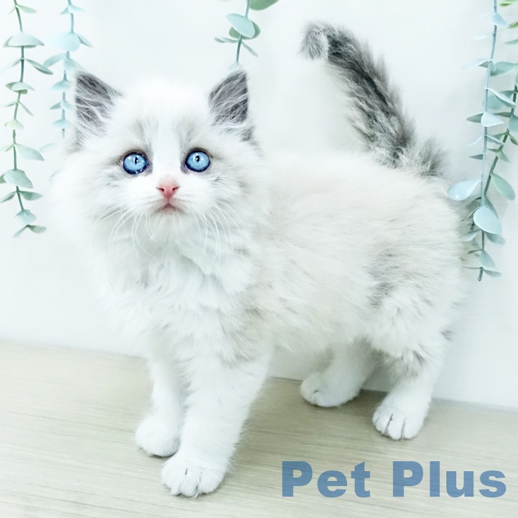 神奈川県のラグドール (ペットプラス 武蔵小杉店/2025年11月28日生まれ/男の子/ブルーポイントバイカラー)の子猫の2枚目の画像