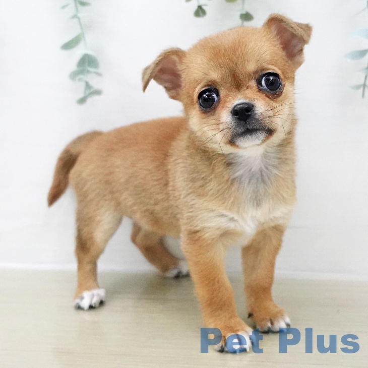 埼玉県のチワワ(ロング) (ペットプラス 浦和美園店/2025年11月27日生まれ/女の子/レッドホワイト)の子犬