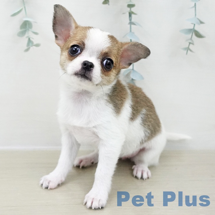 埼玉県のチワワ(ロング) (ペットプラス ららぽーと新三郷店/2025年11月27日生まれ/女の子/ホワイトレッド)の子犬の1枚目の画像