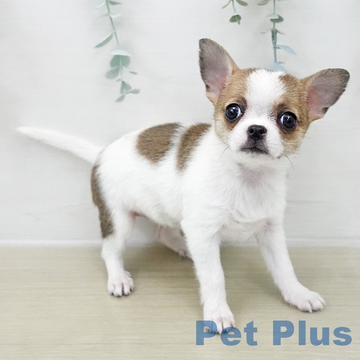 埼玉県のチワワ(ロング) (ペットプラス ららぽーと新三郷店/2025年11月27日生まれ/女の子/ホワイトレッド)の子犬の2枚目の画像