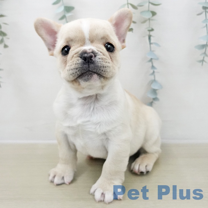 神奈川県のフレンチブルドッグ (ペットプラス ゆめが丘ソラトス店/2025年11月28日生まれ/男の子/クリームホワイト)の子犬の1枚目の画像