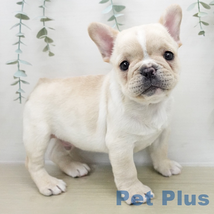 神奈川県のフレンチブルドッグ (ペットプラス ゆめが丘ソラトス店/2025年11月28日生まれ/男の子/クリームホワイト)の子犬の2枚目の画像