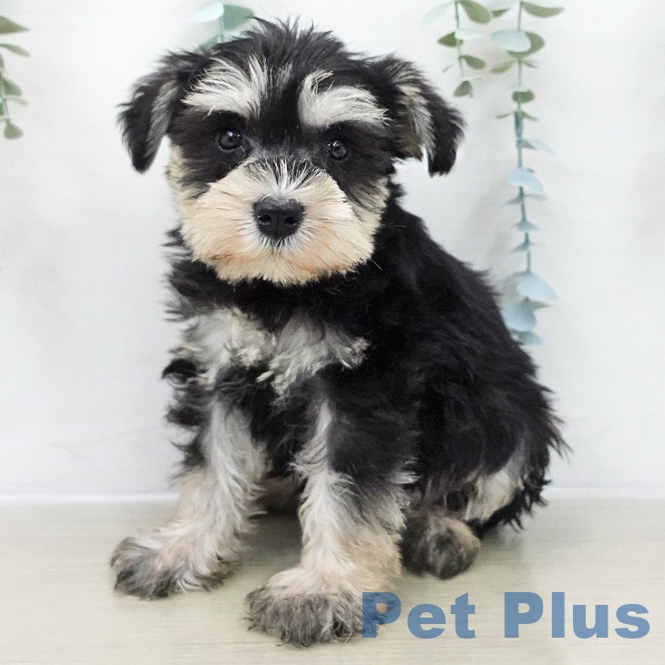 千葉県のミニチュアシュナウザー (ペットプラス コトエ流山おおたかの森店/2025年11月28日生まれ/男の子/ブラックシルバー)の子犬の1枚目の画像