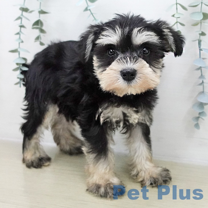 千葉県のミニチュアシュナウザー (ペットプラス コトエ流山おおたかの森店/2025年11月28日生まれ/男の子/ブラックシルバー)の子犬の2枚目の画像