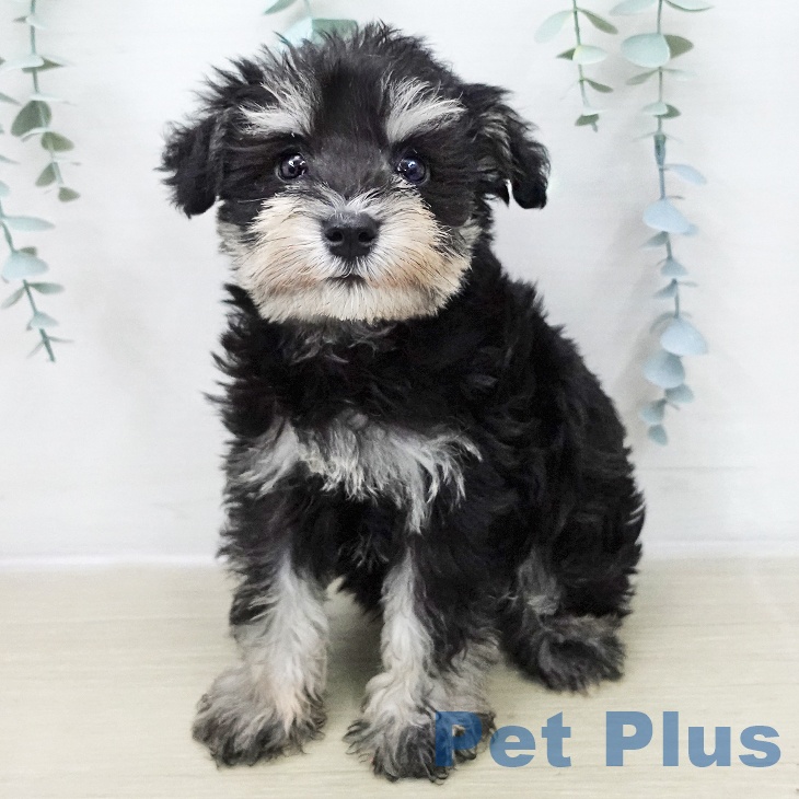 福島県のミニチュアシュナウザー (ペットプラス 福島店/2025年11月28日生まれ/男の子/ブラックシルバー)の子犬の2枚目の画像