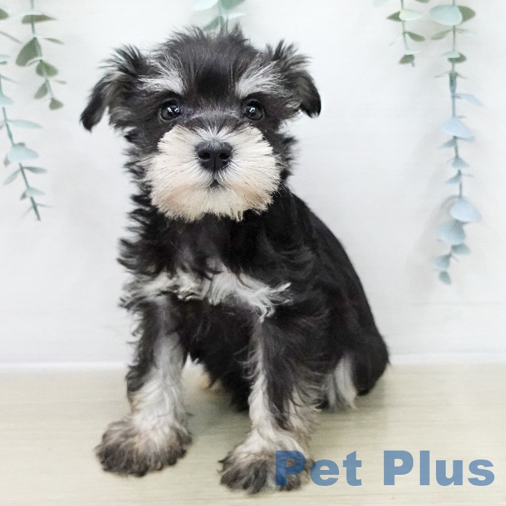 長野県のミニチュアシュナウザー (ペットプラス 松本店/2025年11月28日生まれ/男の子/ブラックシルバー)の子犬の1枚目の画像