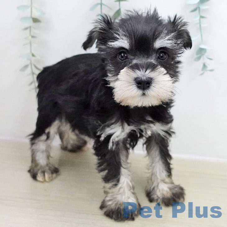 長野県のミニチュアシュナウザー (ペットプラス 松本店/2025年11月28日生まれ/男の子/ブラックシルバー)の子犬の2枚目の画像