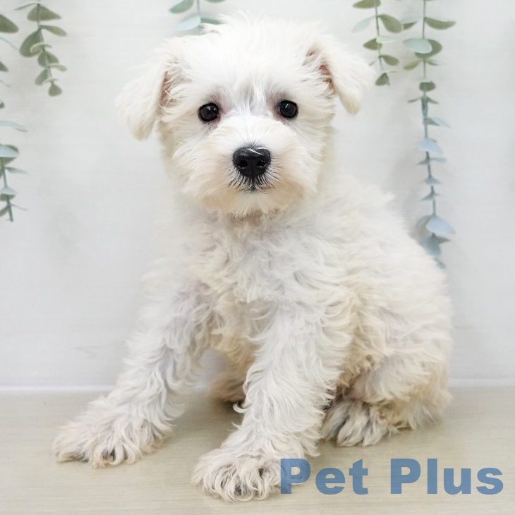 東京都のミニチュアシュナウザー (ペットプラス 日の出店/2025年11月28日生まれ/男の子/ウィートン)の子犬の1枚目の画像