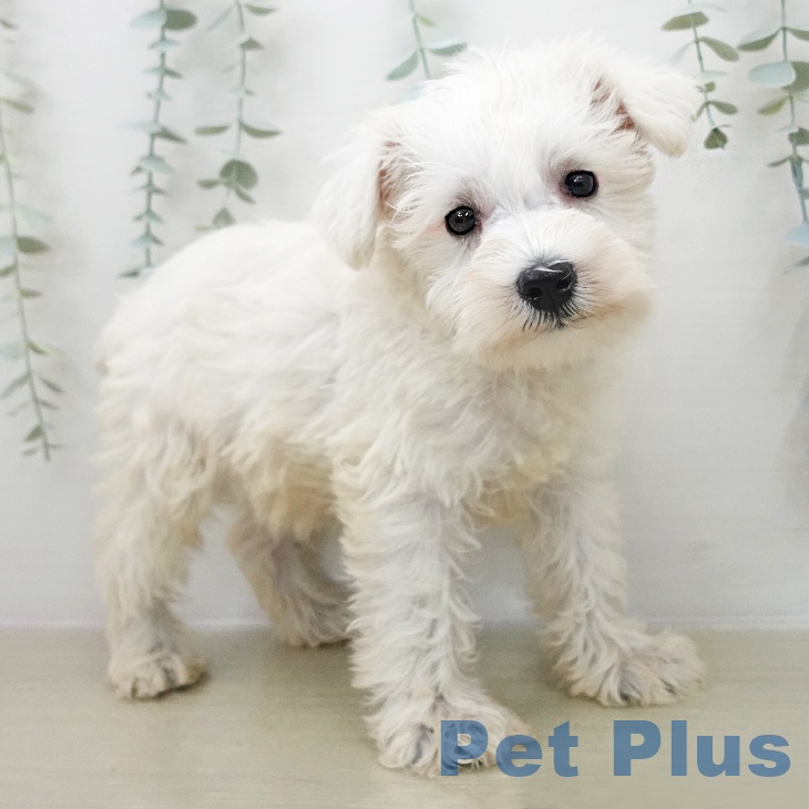 東京都のミニチュアシュナウザー (ペットプラス 日の出店/2025年11月28日生まれ/男の子/ウィートン)の子犬の2枚目の画像