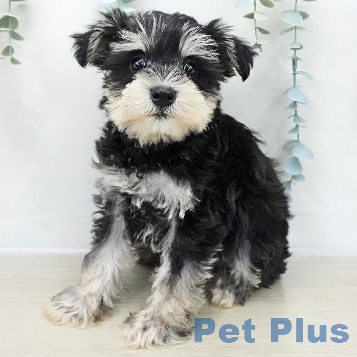 東京都のミニチュアシュナウザー (ペットプラス アクアシティお台場店/2025年11月28日生まれ/女の子/ブラックシルバー)の子犬の1枚目の画像