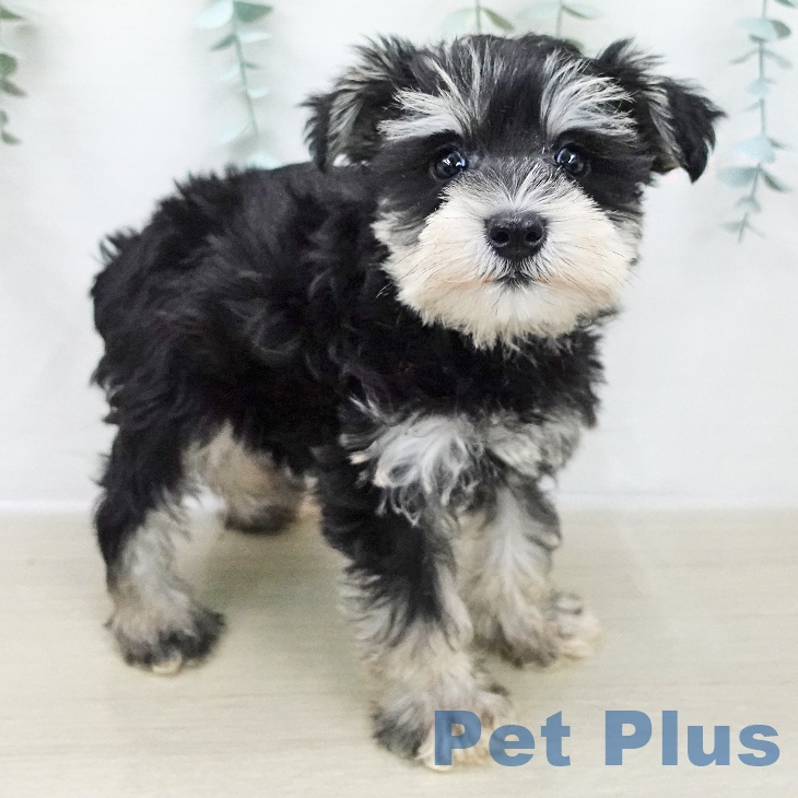 東京都のミニチュアシュナウザー (ペットプラス アクアシティお台場店/2025年11月28日生まれ/女の子/ブラックシルバー)の子犬の2枚目の画像